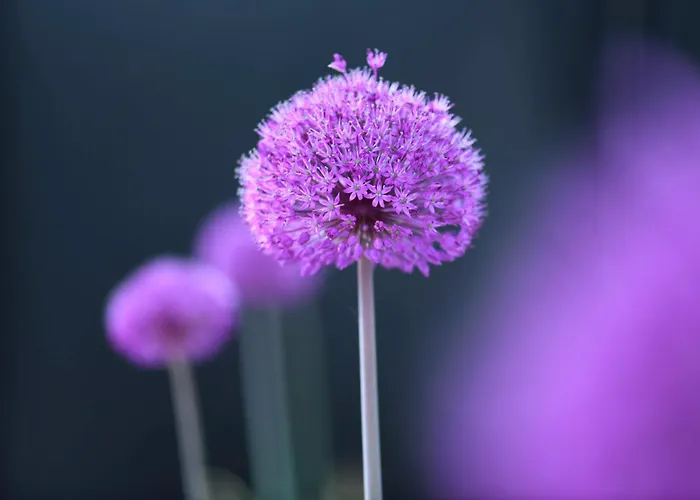 Royal Lägenhetshotell 4*